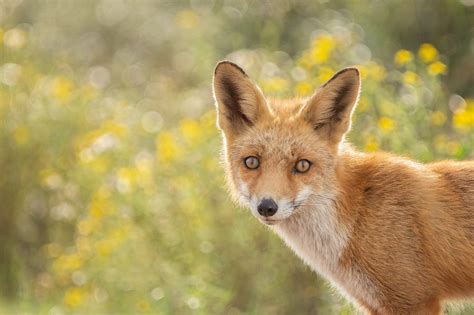 狐狸的照片|超过 3000 张关于“Fox”和“狐狸”的免费图片